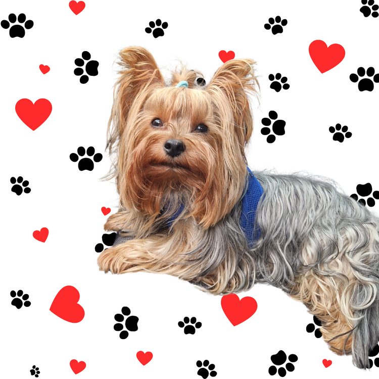 YORKIE LOVE Collezione Esclusiva per Amanti degli Yorkshire Terrier