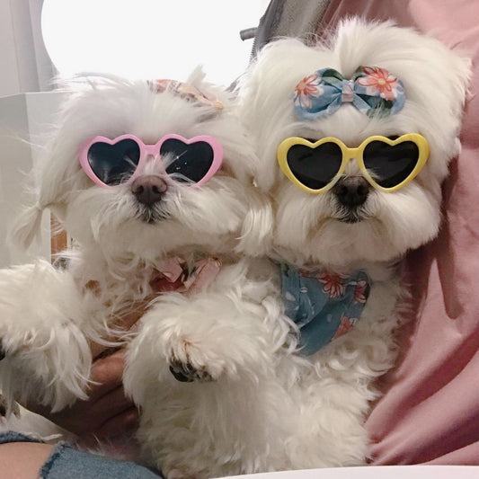 Ochelari de soare creativi pentru caini si pisici - Accesorii moda pentru animale de companie